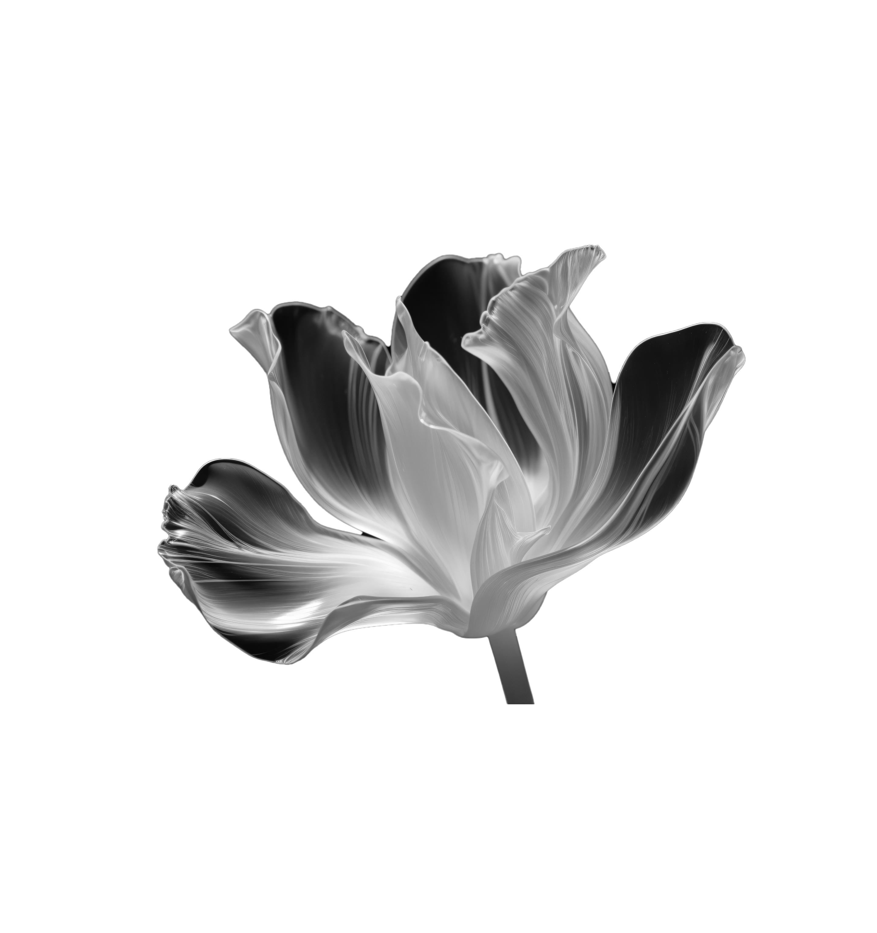 3DFlowerWhiteBackgroundfrontpageV4